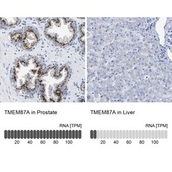 TMEM87A Antibody, Novus Biologicals 0.1mL; Unlabeled:Antibodies, Polyclonal
